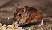 24 Hour & Emergency Exterminators in Hoytville, PA